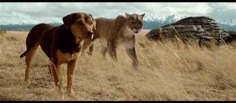 The definitive site for reviews, trailers, showtimes, and tickets. A Dog's Way Home - 3.0 Gavels 76% Rotten Tomatoes - The ...