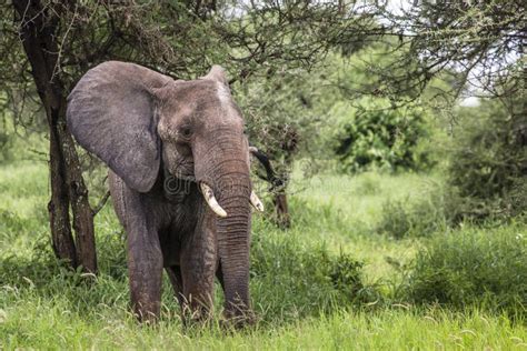 Huge African Elephant Bull In The Tarangire National Park Tanzania