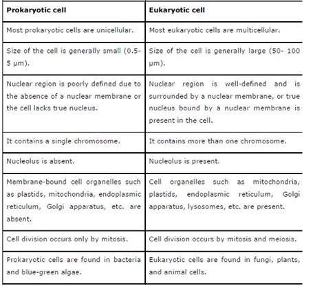 A comparison of plant and animal cells using labelled diagrams and descriptive explanations. NCERT Solutions for Class 9 Science Chapter 5 The ...