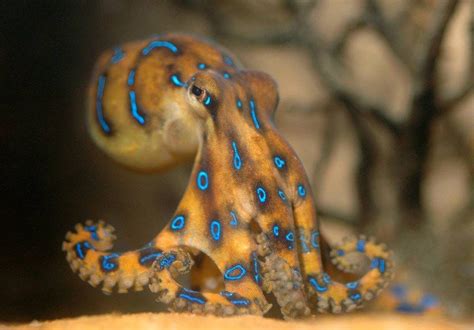 Blue Ring Octopus Beautiful Sea Creatures Octopus Pictures Of Sea