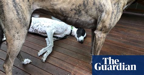 Quiet Lazy And Gentle The Melbourne Cafe For Greyhounds And Their