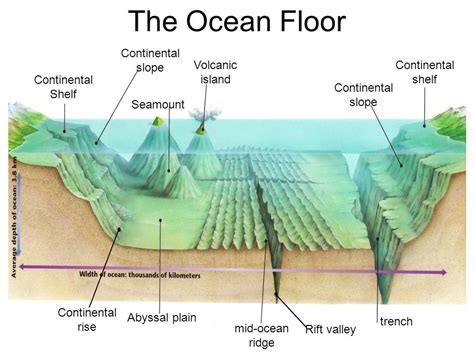Ocean Floor Features Diagram Quizlet