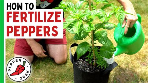 How To Fertilize Peppers Complete Guide Pepper Geek Youtube