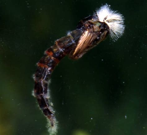 Pupalicious Chironomids Always There Swittersb And Exploring