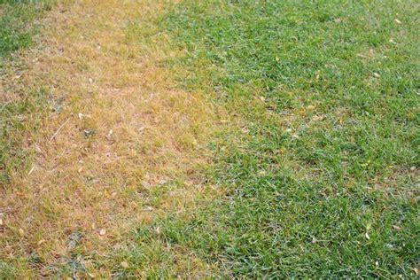 The Difference Between Dead And Dormant Grass Tampa Sod Farm