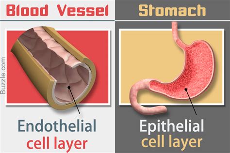 The Vital Difference Between Endothelial Cells And Epithelial Cells