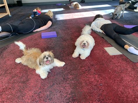 Самые новые твиты от hot yoga aberdeen (@hotyogaaberdeen): Dogs take part in one-of-a-kind yoga session at Aberdeen ...