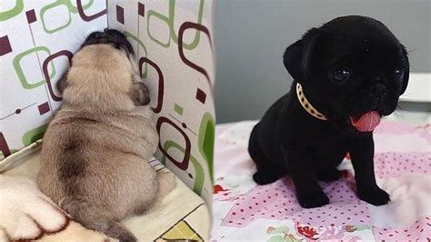 Funniest And Cutest Pug Dog Videos Compilation 2020 Cutest Puppy 1