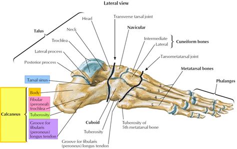 Foot Ankle Bone Anatomy