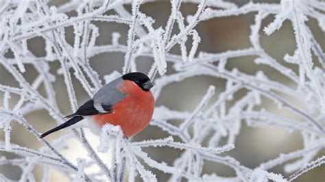 Bullfinch On Frosted Branch Wallpapers And Images