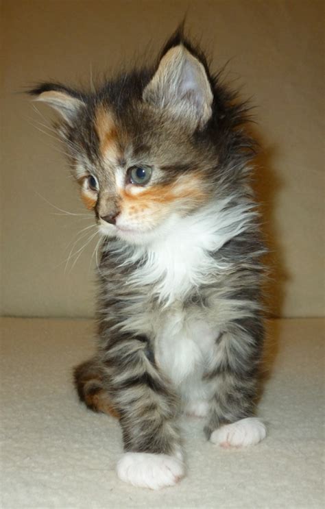 Adorable maine coon kittens reserve in new house they will be: At Last Cats - Maine Coon Cats - Maine Coon Cat Breeder ...