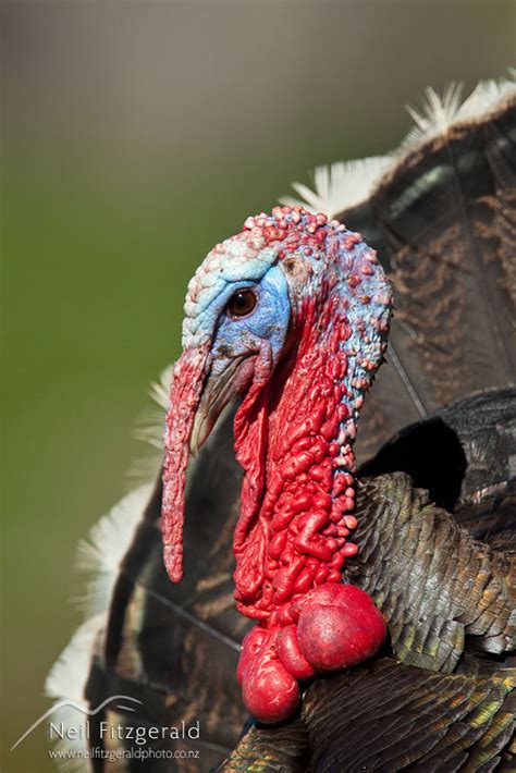 Wild Turkey Neil Fitzgerald Photography