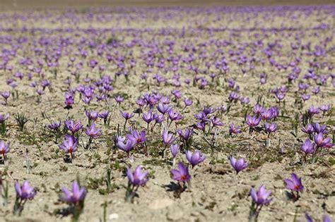 10 Tips For Growing Saffron Thisnzlife