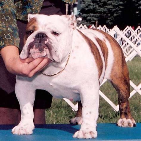 Friendly 10 month old akc registered english bulldog in the denver area. Lemonvom La Puesta Del Sol (Bulldog)