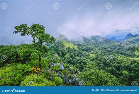 Morning Mist At Tropical Rainforest Stock Photo Image Of Mist