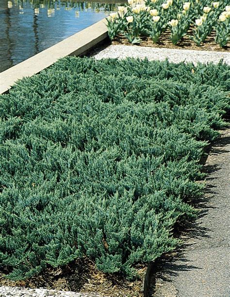 Blue Chip Juniper Ground Cover Plants Evergreen Groundcover