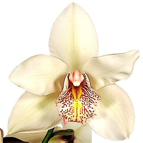 White Cymbidium Orchid Cymbium Orchids In Bulk