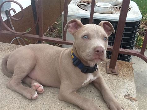 This Is What Titus Would Look Like Skinny Pitbulls Blue Fawn