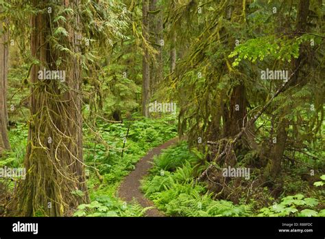 Wa15507 00washington Old Mine Trail Accessed From The Carbon River