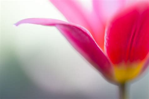 6 Tips For Stunning Soft Focus Macro Photography