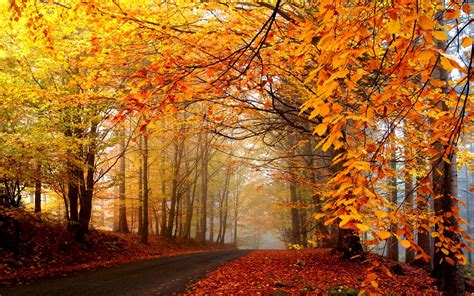 1920x1080 Asphalt Road Leaves Autumn Trees Nature Forest