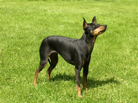 manchester terrier dog breed pictures information temperament characteristics animals breeds