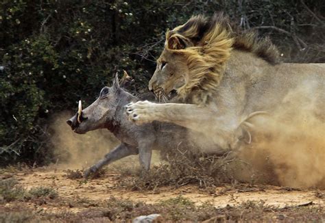 Hungry Lion Shows Warthog In South Africa Why He Is King Of The Jungle