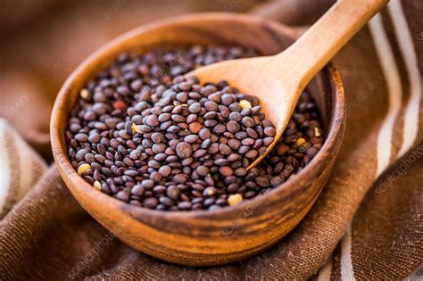 Puy lentils - Stock Image - C037/4138 - Science Photo Library