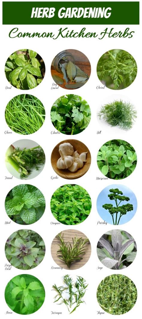 Herb Identification Identifying Fresh Herbs Free Gardening Printable