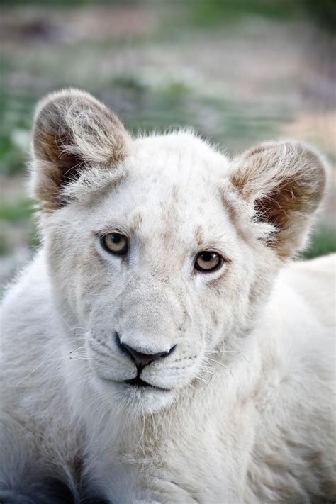 White Lion Cub Animal Kingdom Pinterest