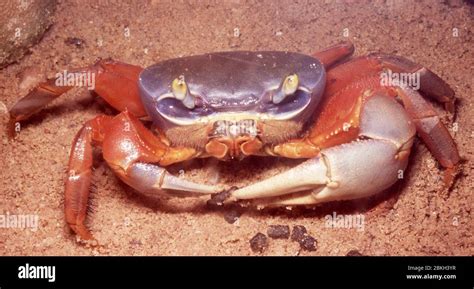 Nigerian Rainbow Land Crab Cardisoma Armatum Stock Photo Alamy