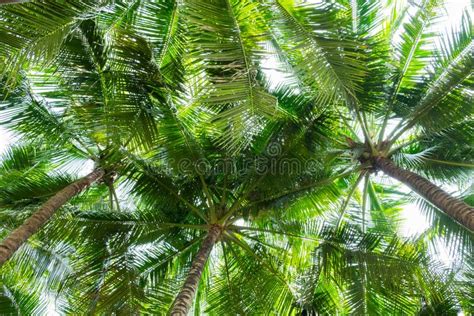 Coconut Palm Trees Bottom View Perspective View Stock Image Image