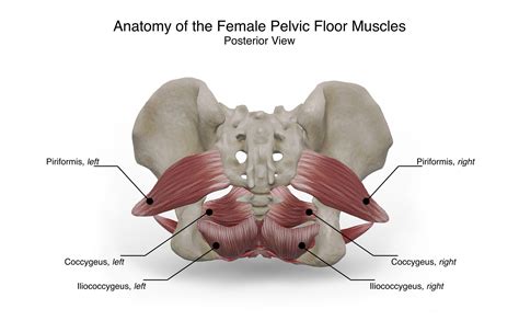 Aimee Hutchinson Female Pelvic Floor Anatomy