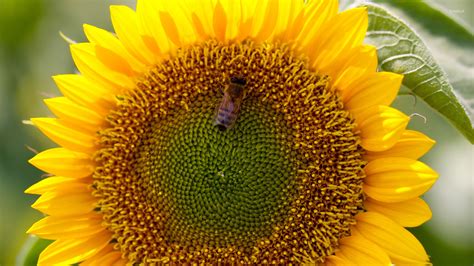 Bee On Sunflower Wallpaper Flower Wallpapers 45992