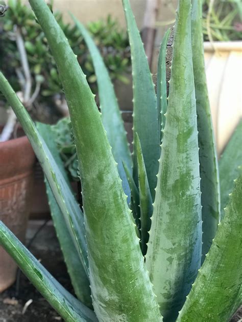 Aloe Vera Large Fresh Leaf Cutting Organically Grown Etsy
