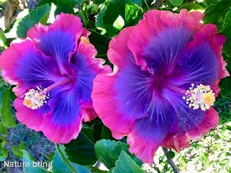 Growing Hibiscus Flower How To Grow Tropical Hibiscus Hibiscus Care