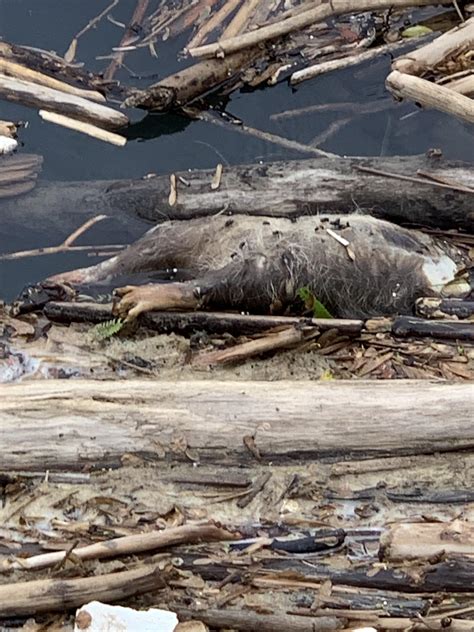 Can Anyone Help Identify This Dead Animal I Found Near A Dam In My Town
