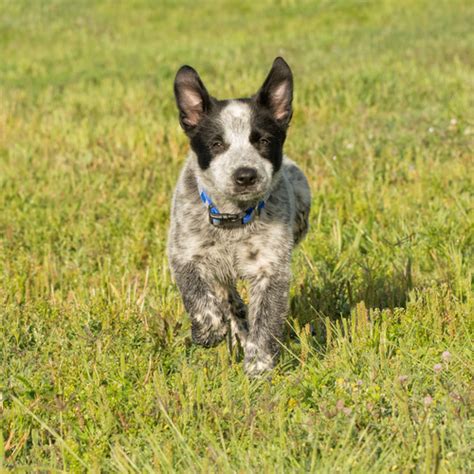 Yorkshire terriers, parti yorkies and chihuahua puppies for sale. Texas Heeler puppies for sale