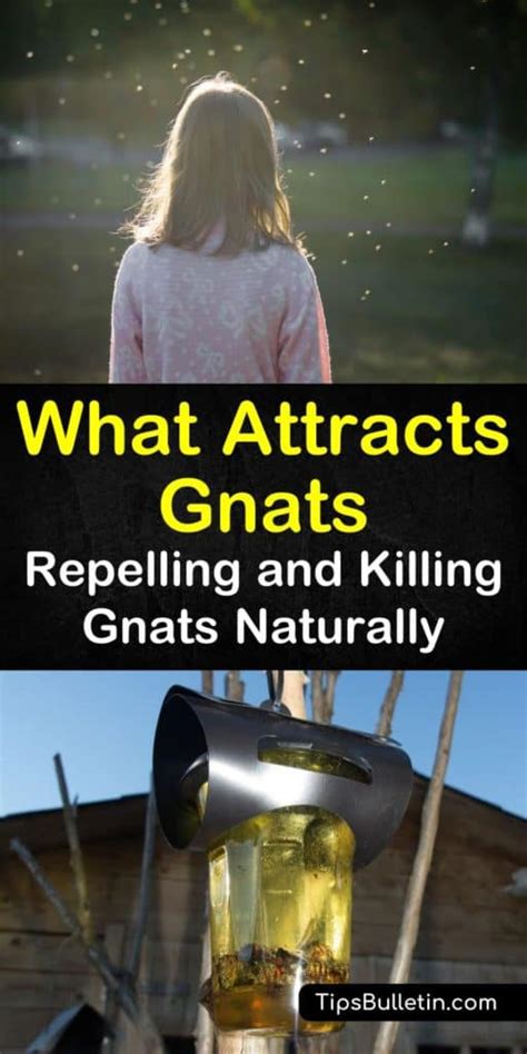 Plants That Repel Gnats Indoors - plants that repel gnats indoors