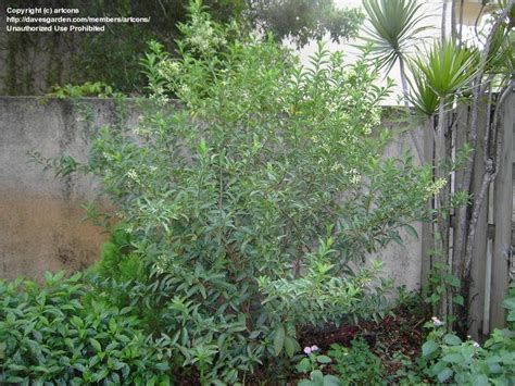 Night blooming jasmine grows into a thick shrub that can get rather large. PlantFiles Pictures: Cestrum Species, Night Blooming ...