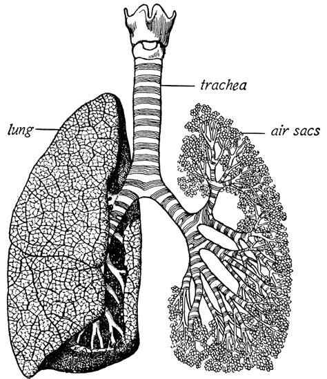 The Lungs Are Shown In This Black And White Drawing With Trees On Each