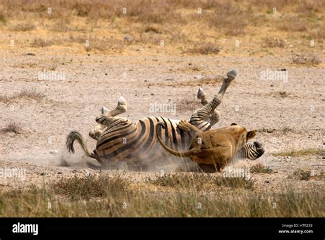 Tiger Attacking Zebra