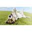Happy Dog Wallpaper  HD Desktop Wallpapers 4k