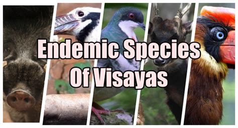 On remote oceanic islands, almost all the native species are endemic. Endemic Species - What Are The Endemic Species Of Visayas?