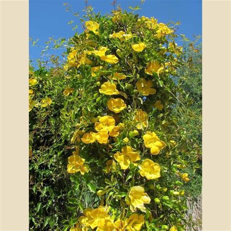 Buy Carolina Yellow Jessamine Gelsemium Sempervirens Seeds Climbing