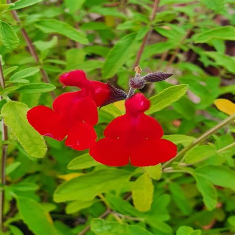 Salvia Radio Red From The Chelsea Gold Medal Winning Nursery Plantagogo