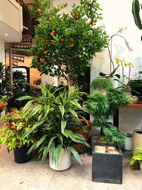 5 Best Low Maintenance Plants For Your Home Lifestyle By Marshalee