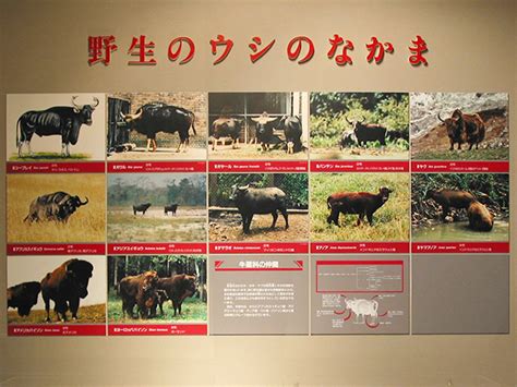 【展示案内 ウシの生物学 The Biology Of Cattle】 奥州市 牛の博物館 公式サイト