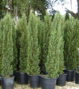 The power couple then went to eat at lucali. Italian Cypress Tree Facts, Cultivars, Growth Rate, Pictures