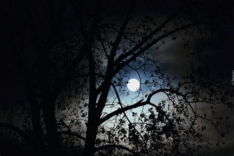 Księżyc aktualnie zmniejsza się i jest obecnie w księzycowym ♊bliźniętach. Drzewo, Pełnia, Księżyca, Liście